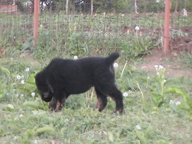 poze 04.05.2009 097