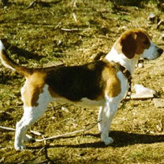 beagle-001 - Catelusi si multe alte animale