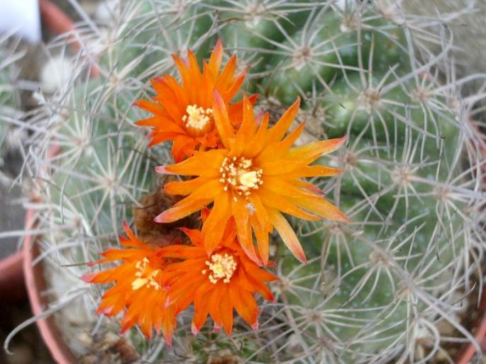 Parodia mairanana