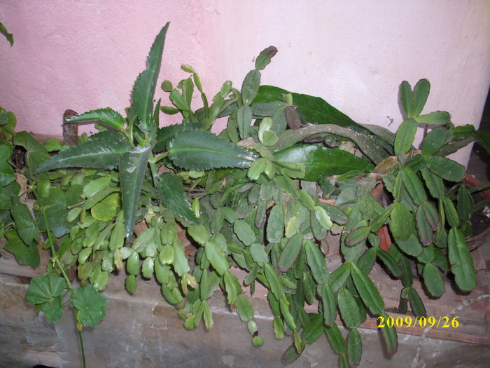 DSCI1423 - plante suculente-cactusi