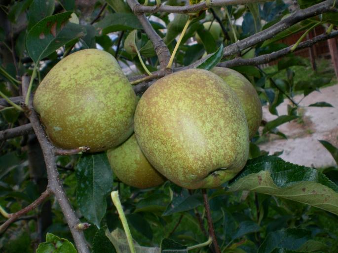 golden delicious