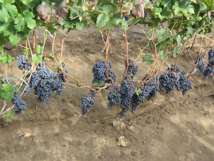 picture 294 - recolte