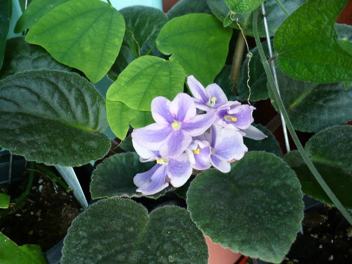 P1150297 - Saintpaulia - violete de camera