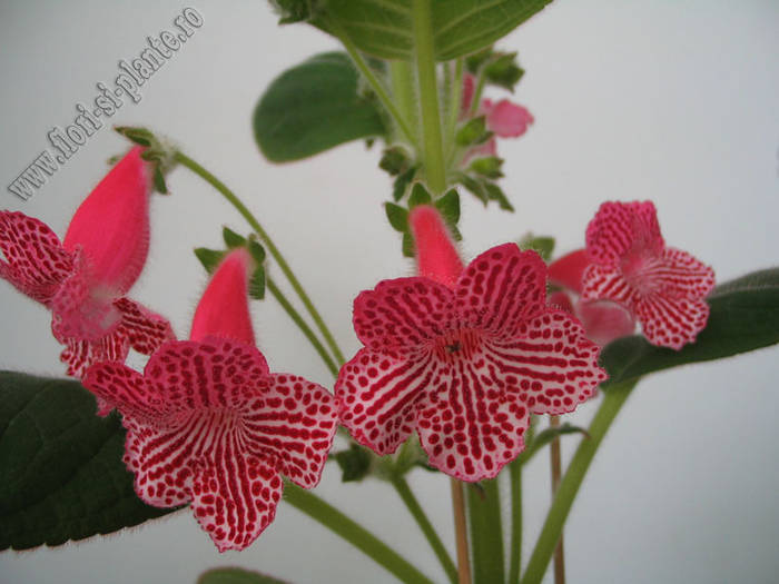 Kohleria new hibrid A 6