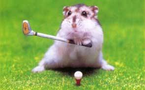 hamster_golf