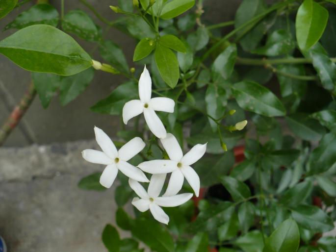 P1010288; Jasminum
