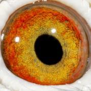 RCXBQJYEMONVQMQODWD - OCHII PORUMBEILOR