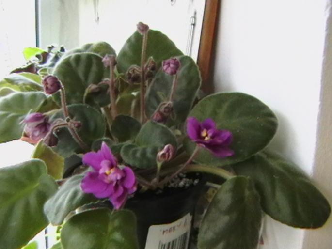 maryd. - violete 2009