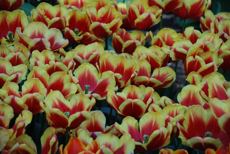 Afbeelding 777 - Keukenhof 2008