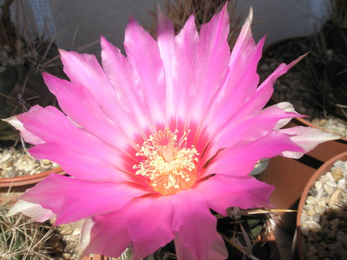 Thelocactus bicolor v. commodus - floare - Thelocactus