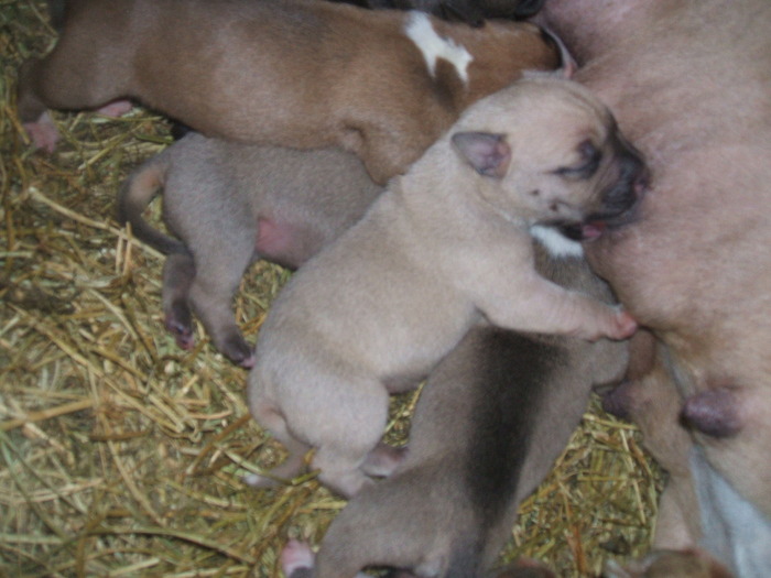 DSCF2106; pui 700ron
