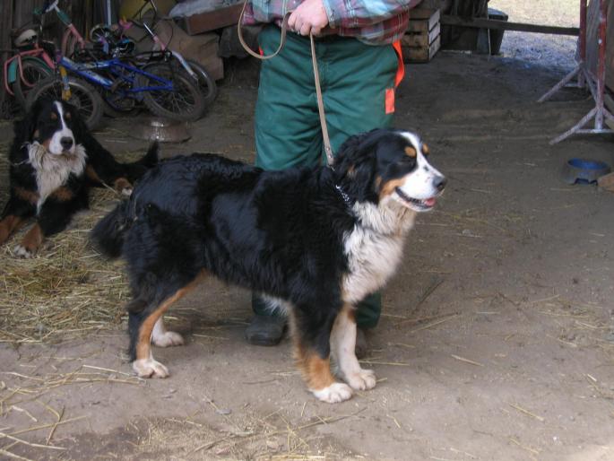 SHILA - Ciobanesc de berna- Berner Sennenhund