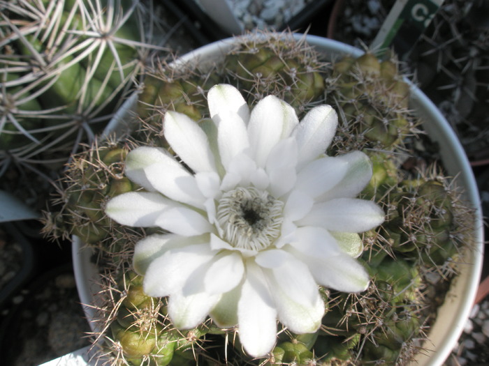 Gymnocalycium in sfarsit inflorit - 05.09