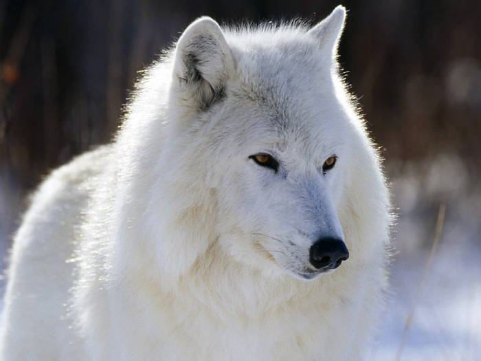 arctic_wolf - Wolf