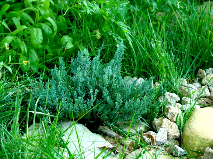 juniperus horiz.blue_01