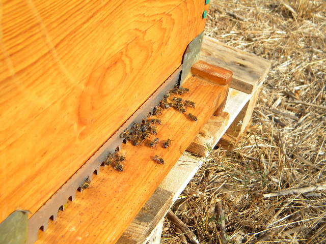 DSCN1807 - apicultorul francez