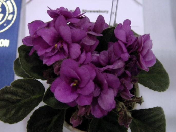 optimara_little_ruby_2005avsa_2 - violete de pe net 1