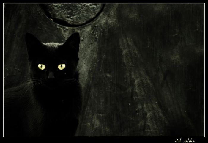 pisica neagra=10 glioni