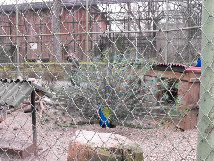 Paun - Zoo 29-03-09