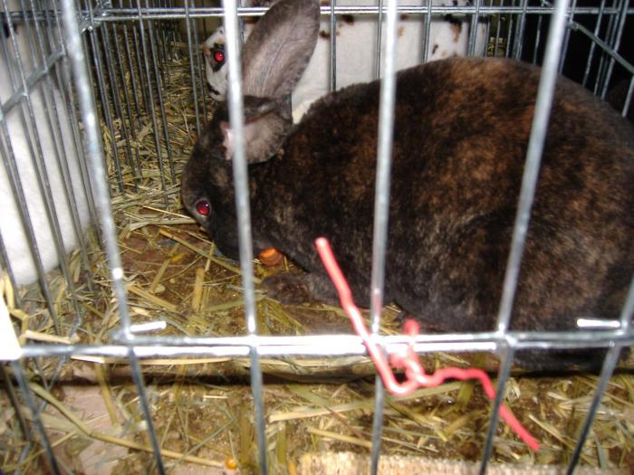 DISZNOVAGAS KEPEK 248