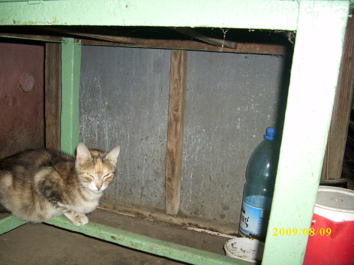 DSCI0800 - pisici si catelusa Boggy