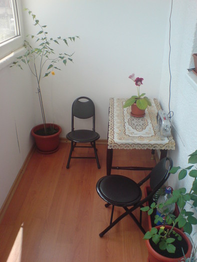 DSC02372 - Flori de apartament