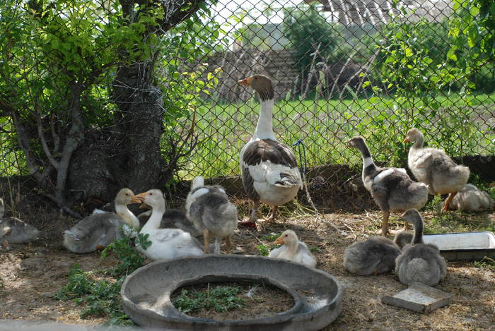  - ANIMALUTE