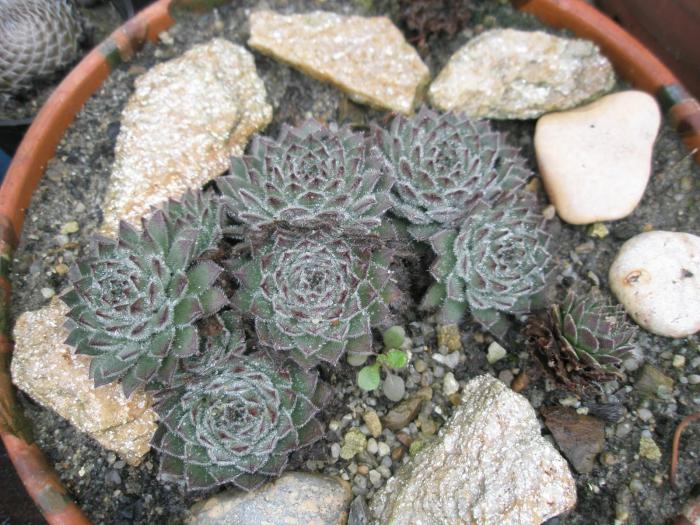 Sempervivum de la Gino