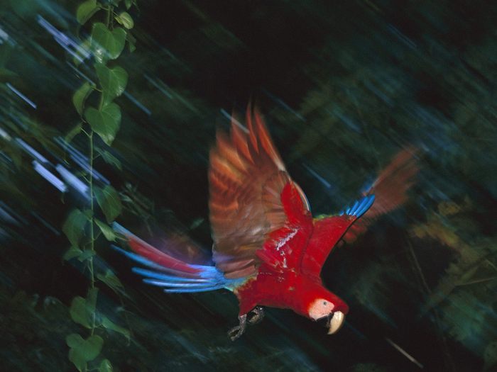 Scarlet Macaw, Tambopata National Reserve, Peru