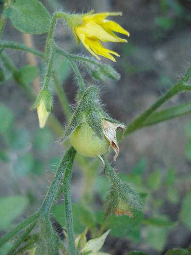 Tomato Garden Pearls (2009, Jun.05) - Tomato Gartenperle