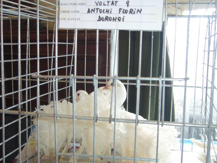 Picture 112 - Expozitia Columbofilia Traditie Si Pasiune din DOROHOI tinuta in perioada 15-20 februarie 2009