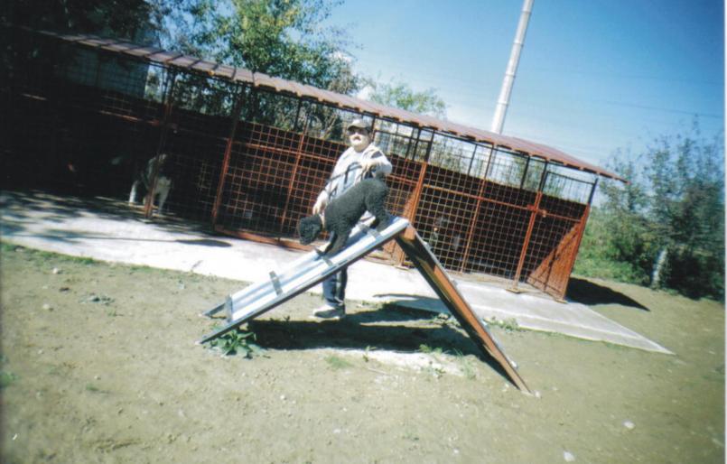 SPOTTY; SPOTTY LA TREABA
