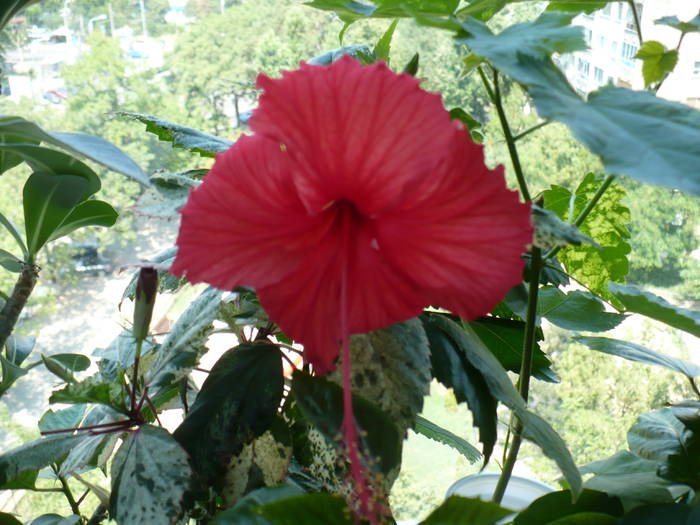 P1150249