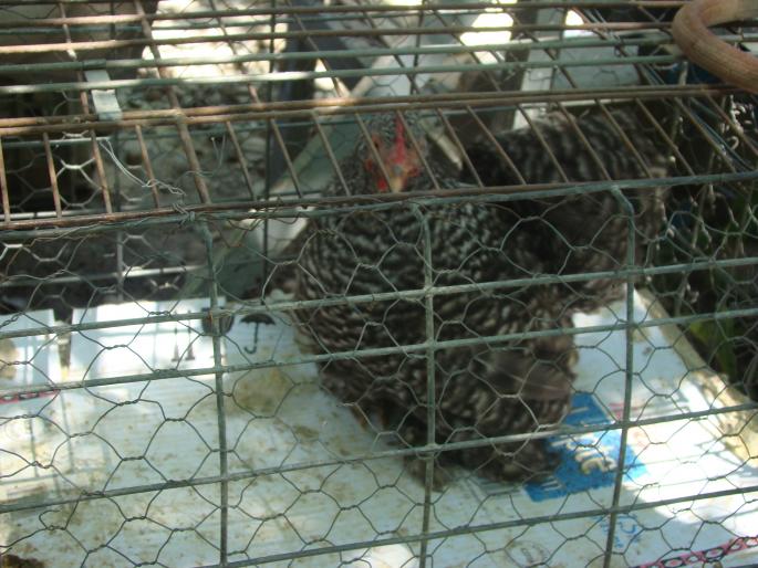 DSC00819 - 22-05-2008