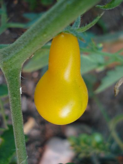 Tomato Yellow Pear (2009, Aug.21) - Tomato Yellow Pear