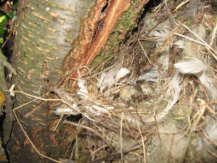 IMG_3478 - salcim I si II 2009