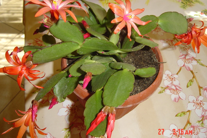 rhipsi - florile mele in 2009