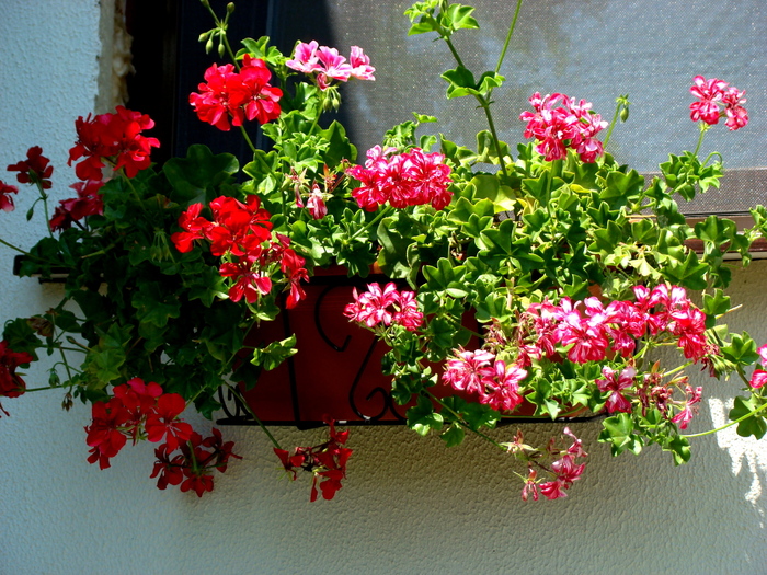 DSC01766_01 - 4_iulie