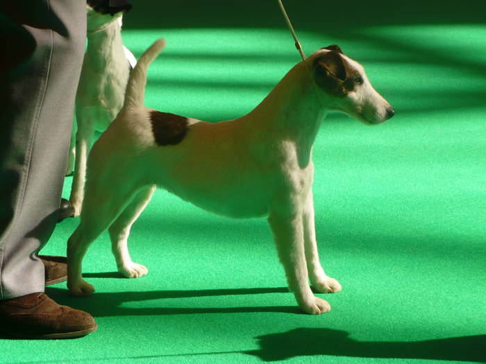 P1050496 - crufts 2009 smooth fox  and wire