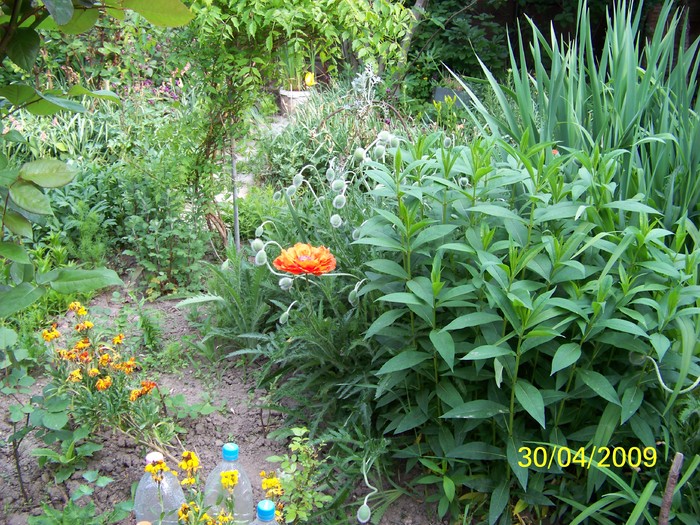 100_1264 - Primavara in curte  Timisoara