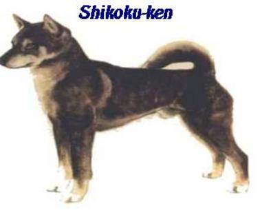Shikoku-ken - TOSA INU Origine