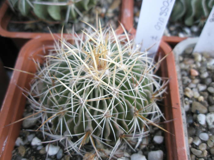 Echinofossulo nr. 7 - Echinofossulocactus