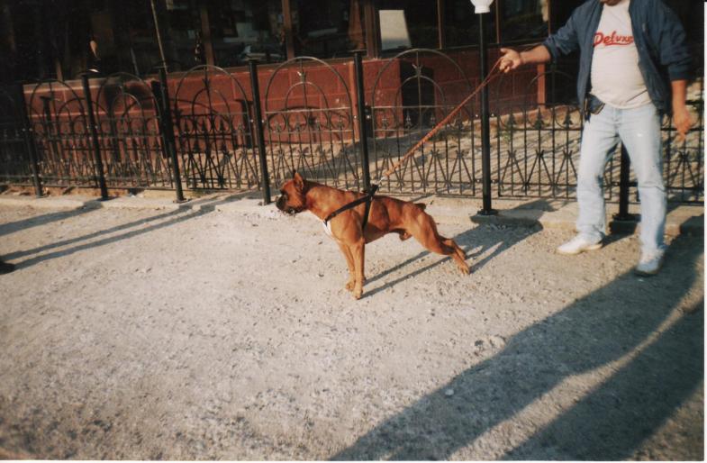 boxer-roky - CAINI-DRESAJ-SOCIALIZARE