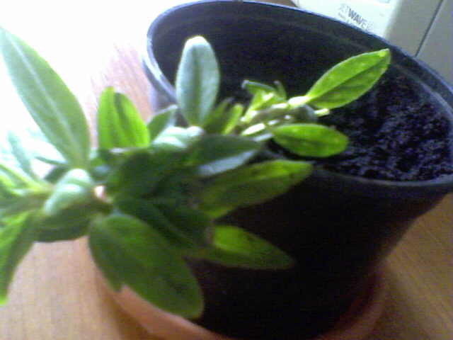 columnea - ultimile achizitii 2009