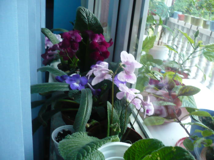 27.07.2009 054 - Flori