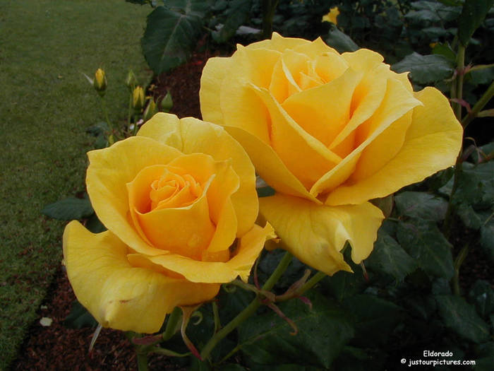 R15 - Roses red and yellow narcissus bouquet