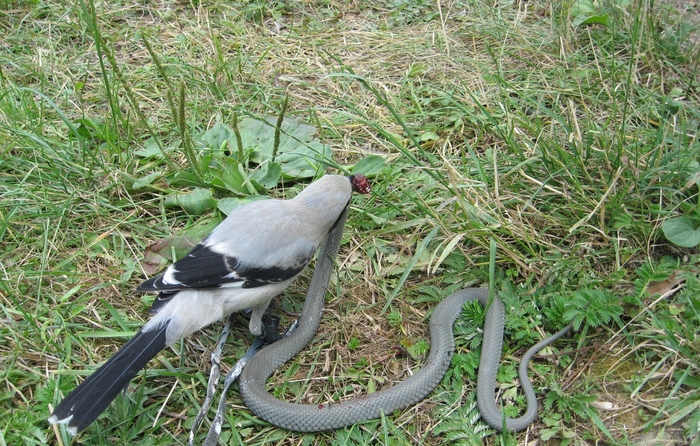 eating snake (1) - Lanius excubitor pasarea mea