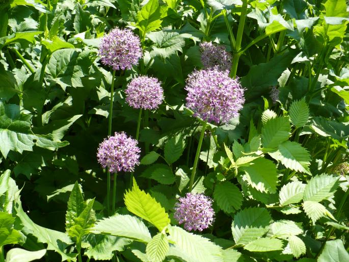 Allium schoenoprasum - Gradina Botanica mai 2008