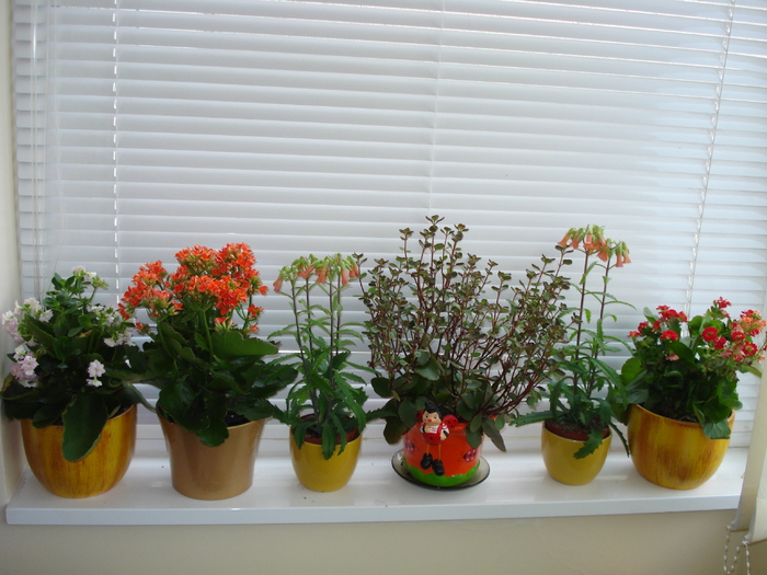 S-A MARIT COLECTIA DE KALANCHOE