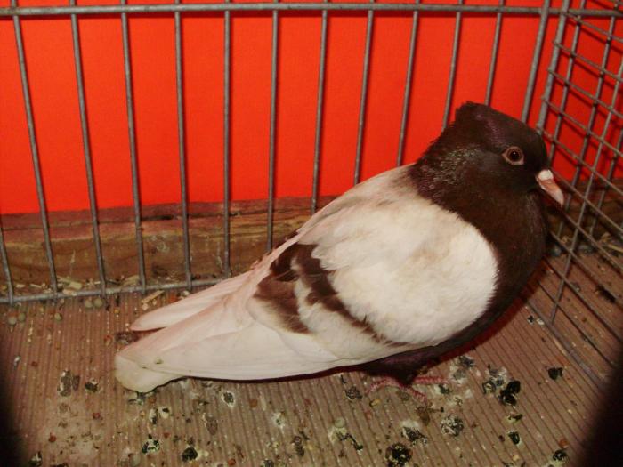 09515 gimpel 0 09515 gimpel 0